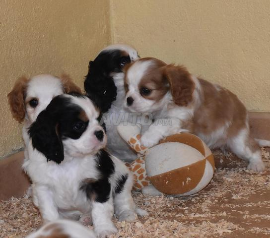 Cavalier King Charles - 2
