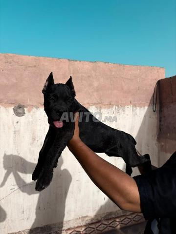 Cane Corso 3 mois - 2