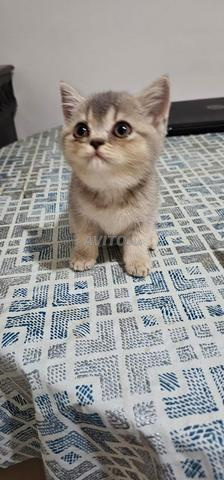 Chatons Scottish Straight