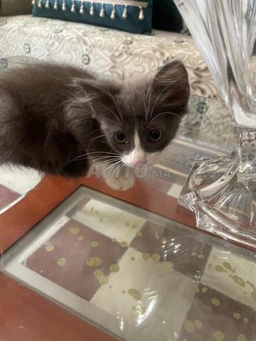 Chaton à adopter - 2