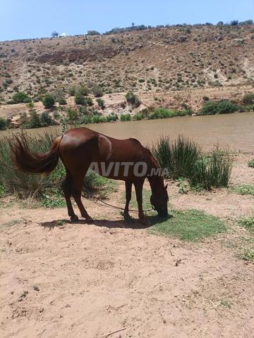 مهر عربية بربرية جميلة