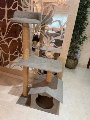 شجرة قطط