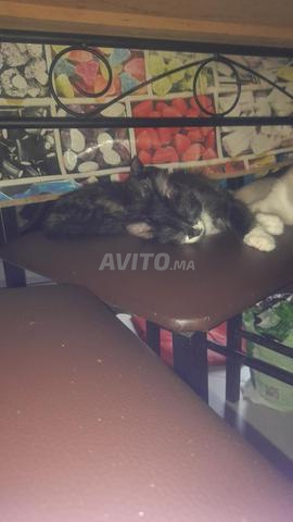 قط صغير بصحة جيدة لعمر شهرين للتبني - 2