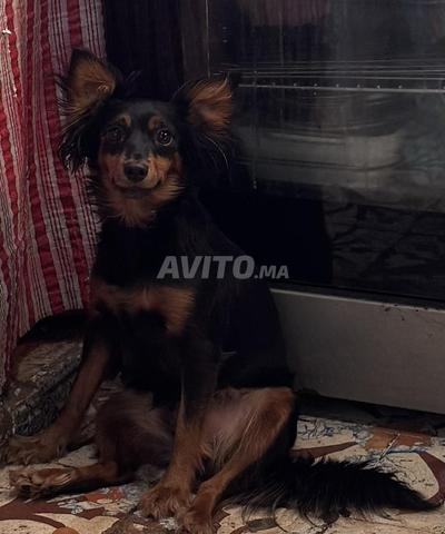 Chienne femelle