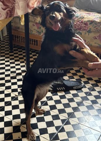 Chienne femelle - 2