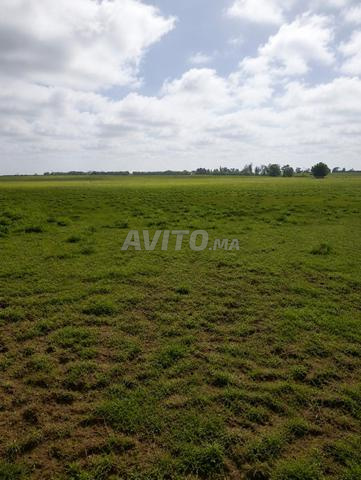 20 hectares à Khayyata qualifiés pour divers projets - 2