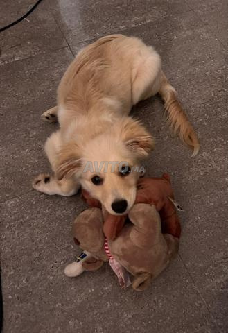 À vendre – Adorable chiot mâle - 2