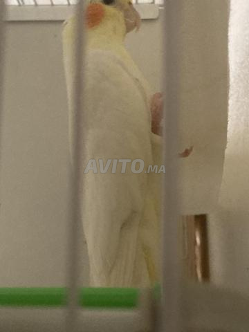 Couple Albino - 2