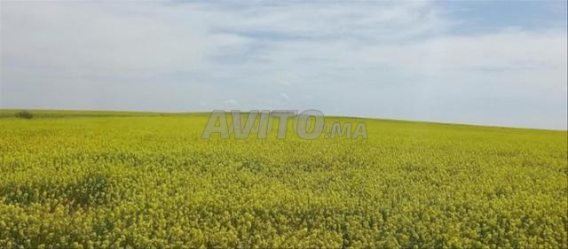 Terrain de 1.5 hectares situé à 10km de Berrechid