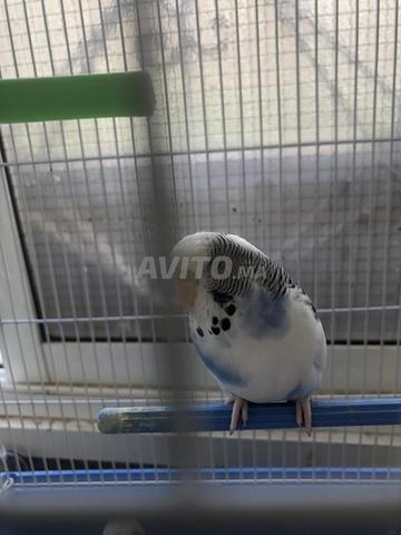 زوج طيور بادجي (بيروش) مع الأقفاص - 2