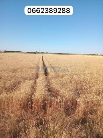 Terrain titré d'une superficie de 16 539 m²