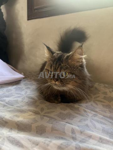 Chat persan - 2
