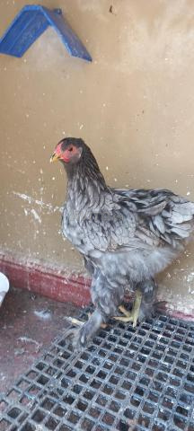 Poule femelle - 2