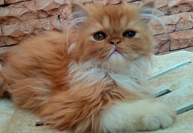 Chatons Persan