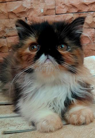 Chatons Persan