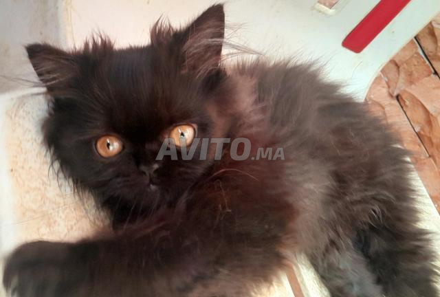 Chatons Persan