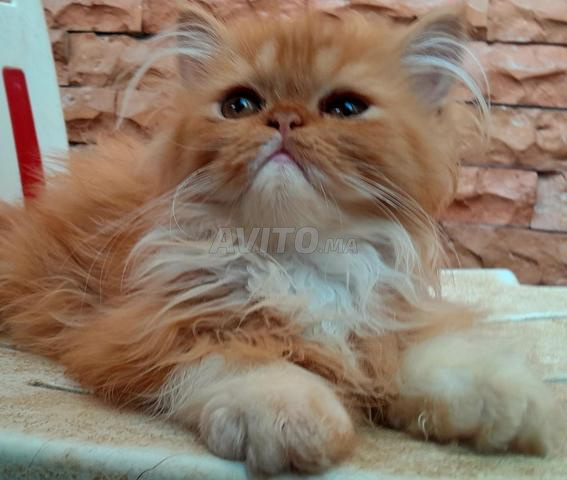 Chatons Persan