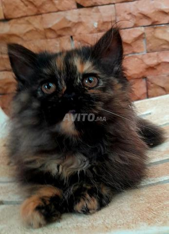 Chatons Persan