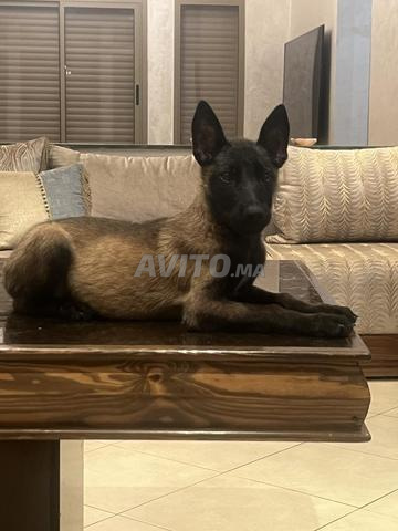 Malinois charbonné pure race