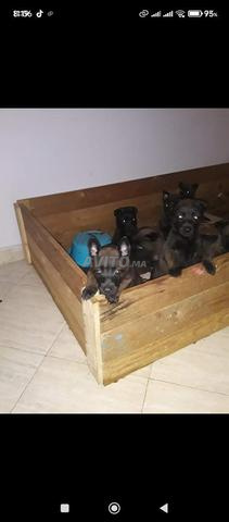 Chiot Malinois charboni