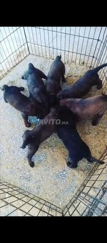 Chiot Malinois charboni - 2