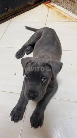 Cane Corso 2 mois - 2