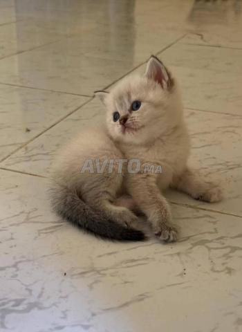 قطة سكوتش ستريت أنثى رضيعة - 2