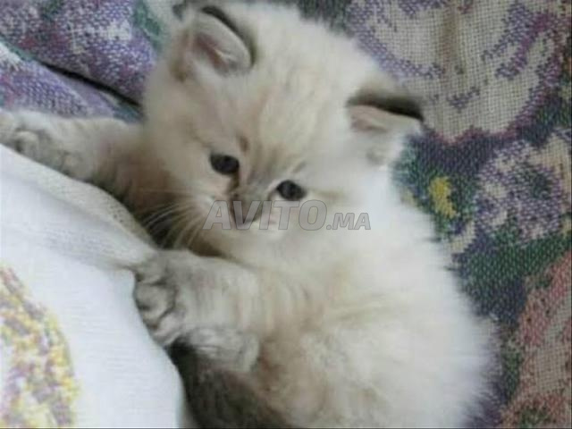 قط شيرازي صغير