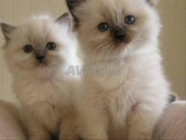قط شيرازي صغير - 2