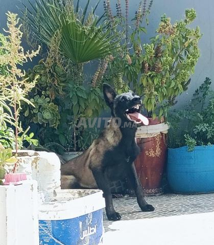 Malinois charbonné pure race et vacciné