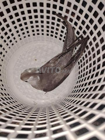 طائر كلوبسات - 2