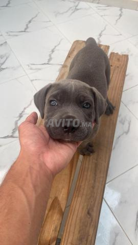 Cane Corso mâle - 2