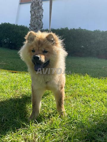 Chow Chow mâle à vendre