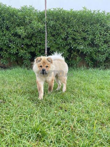 Chow Chow mâle à vendre - 2