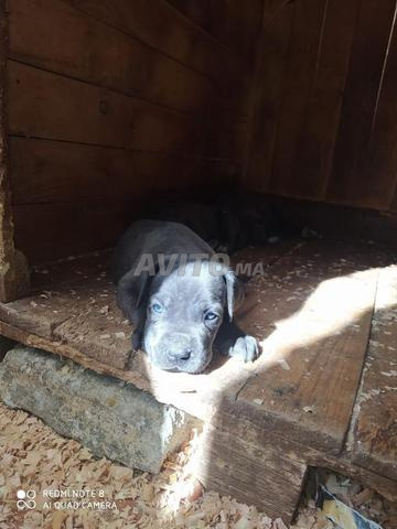 Magnifique chiot Cane Corso sans pedigree