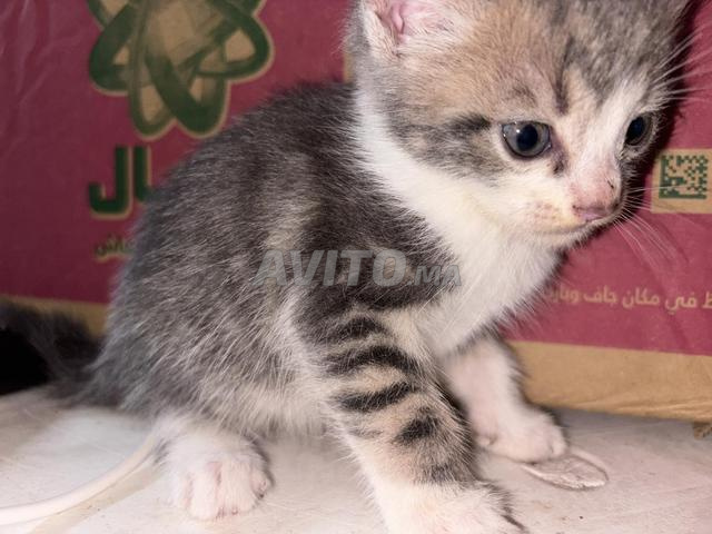 Un petit chaton à vendre - 2