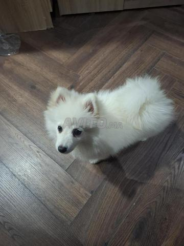 A vendre adorable Spitz japonais femelle 🤍 - 2