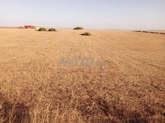 Terrain agricole titre 3ha Tiflet Ait choou - 2