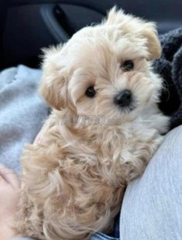 Bichons nains