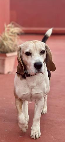 Chien domestique beagle pure race - 2