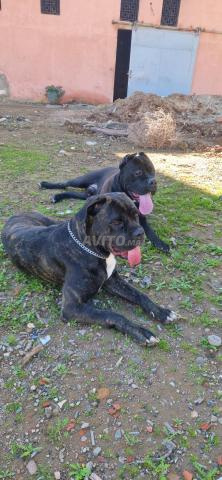 Chiots Cane Corso - 2