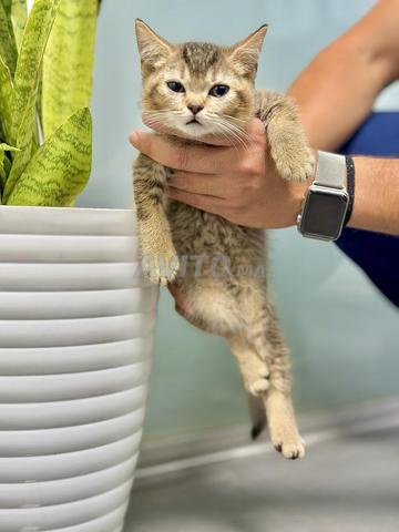 🐱 Magnifiques chatons disponibles 🐱 - 2