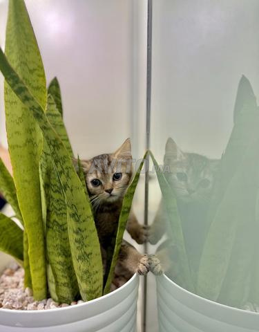 🐱 Magnifiques chatons disponibles 🐱