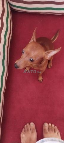 Pinscher nain - 2