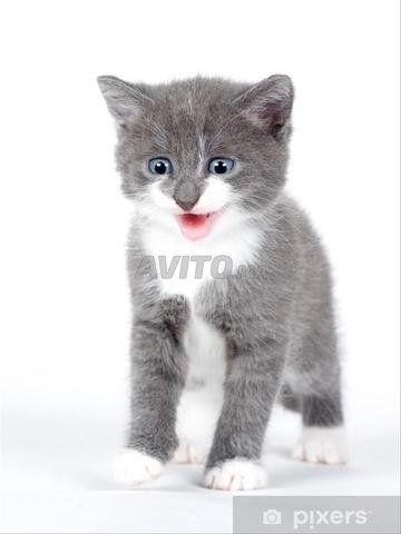 Chaton norvégien bébé - 2