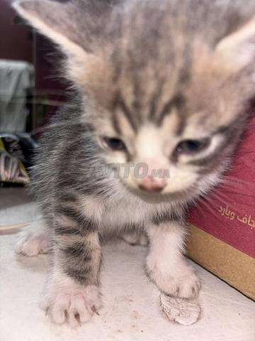 Un petit chaton à vendre - 2