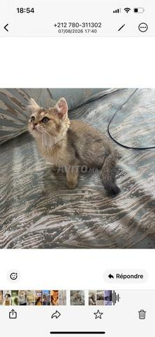 British Shorthair - 2
