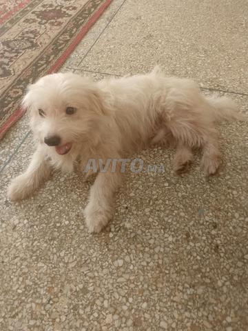 كلب كنيش جميل للبيع يحب الأطفال - 2