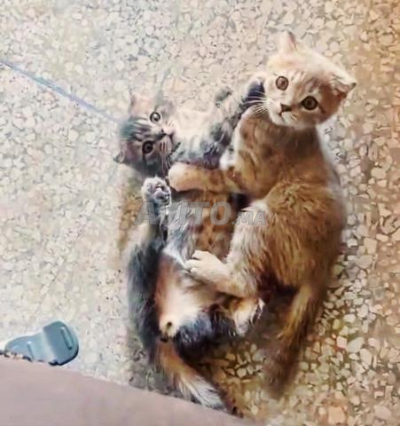 4 سكوتيش فولد بسعر مناسب - 2