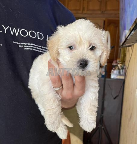 Bichon 55 jours à Casablanca📍600dh - 2